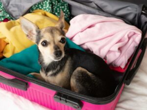 How to move abroad with pets: a step-by-step guide