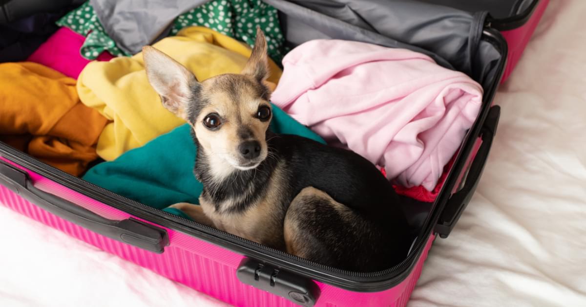 How to move abroad with pets a stepbystep guide